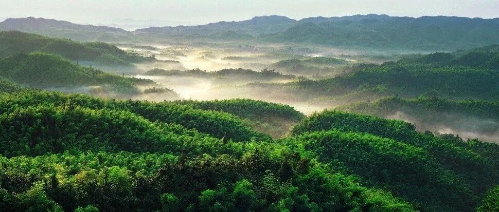 新闻 | “大竹海”天团正式出道！这些竹林风景线你都去过吗？