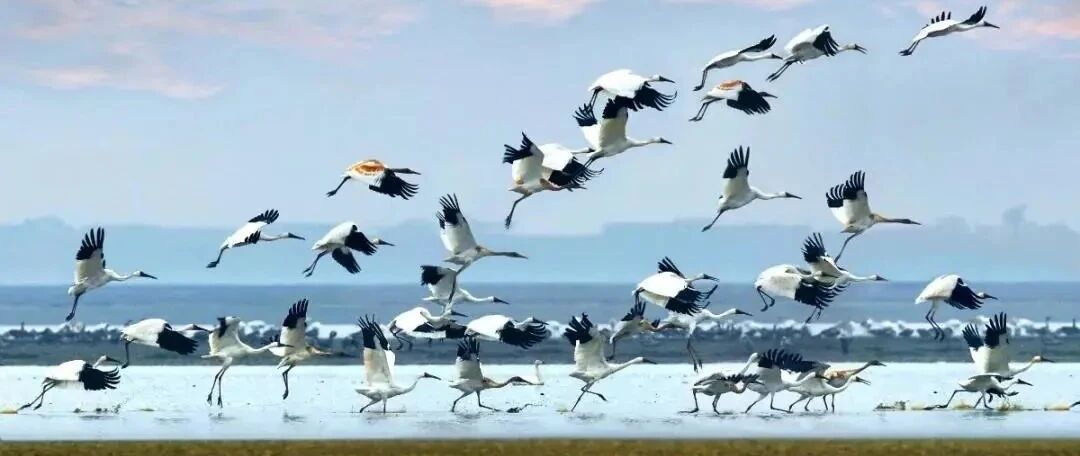 新闻 | 又是一年观鸟季，快到鄱阳湖观候鸟！