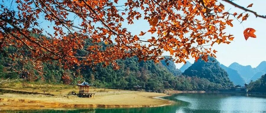 新闻 | 德保红枫文化旅游开启，赏中国醉美枫景