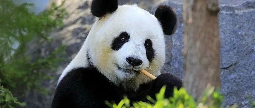 世界遗产在中国|四川大熊猫栖息地