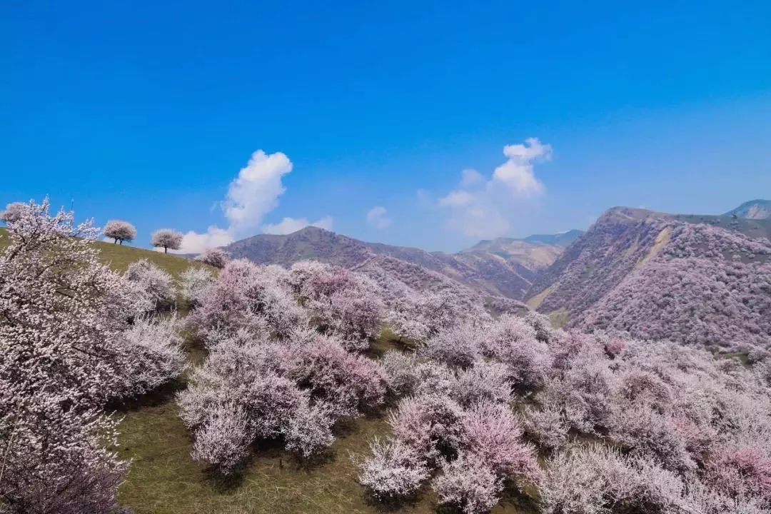 錦繡中華 | 伊犁杏花溝絢麗登場，誰把春天打翻在這裡？ 旅遊 第22張