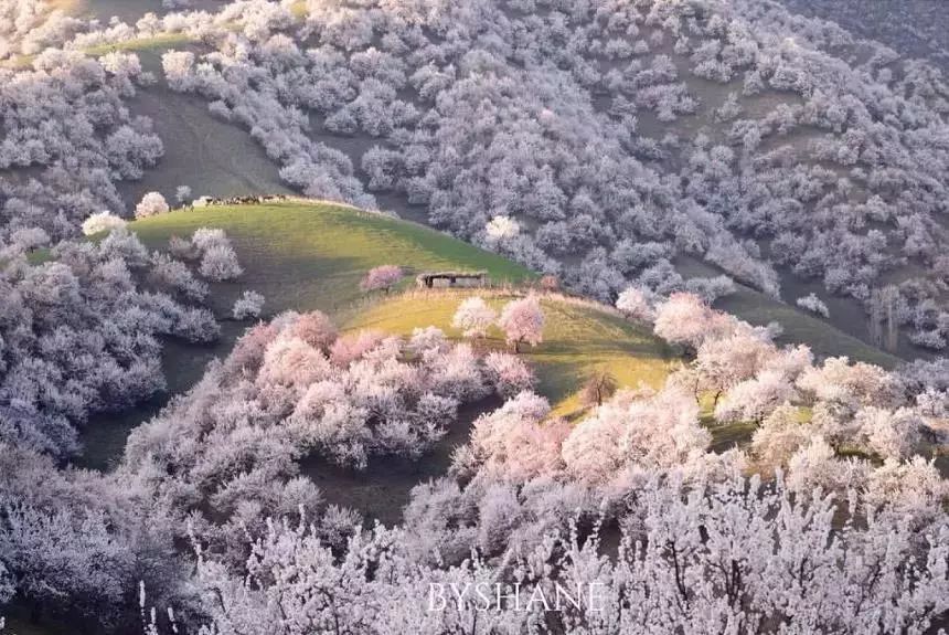 錦繡中華 | 伊犁杏花溝絢麗登場，誰把春天打翻在這裡？ 旅遊 第27張