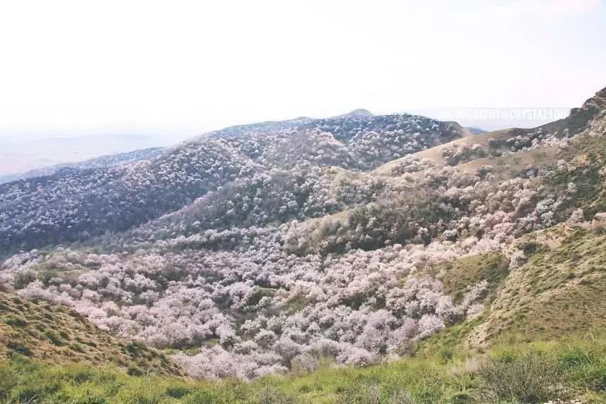 錦繡中華 | 伊犁杏花溝絢麗登場，誰把春天打翻在這裡？ 旅遊 第29張