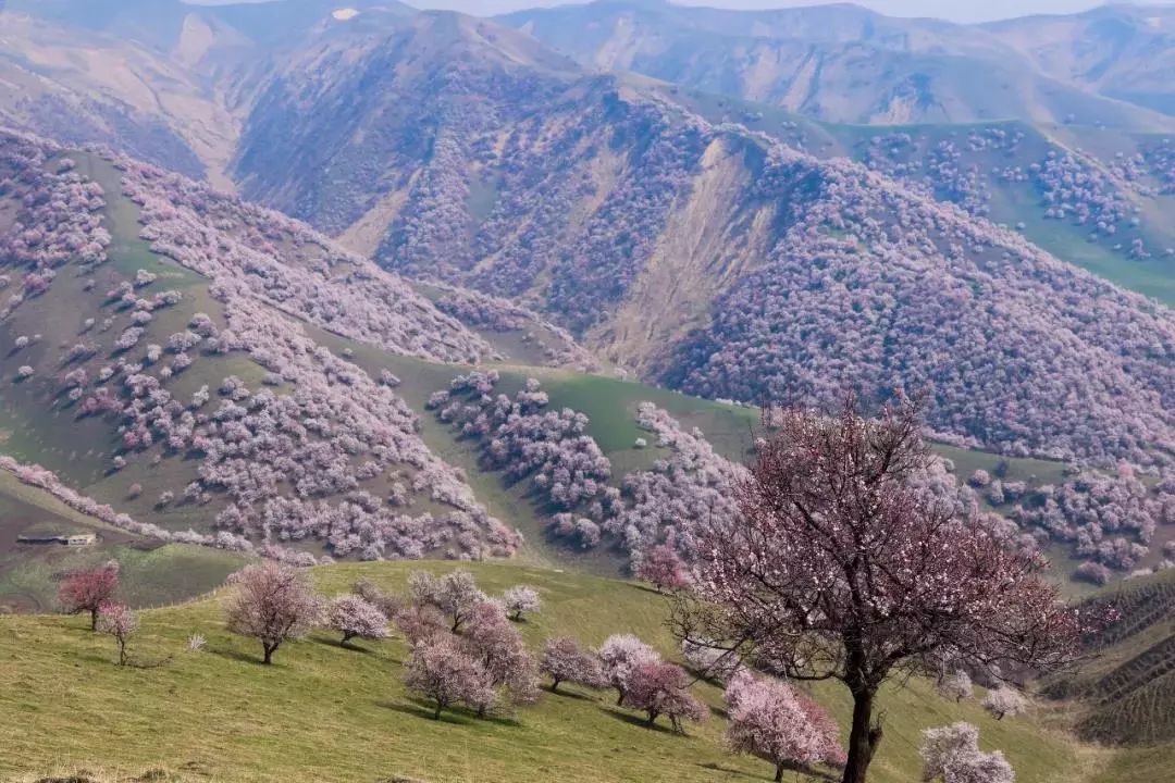 錦繡中華 | 伊犁杏花溝絢麗登場，誰把春天打翻在這裡？ 旅遊 第20張