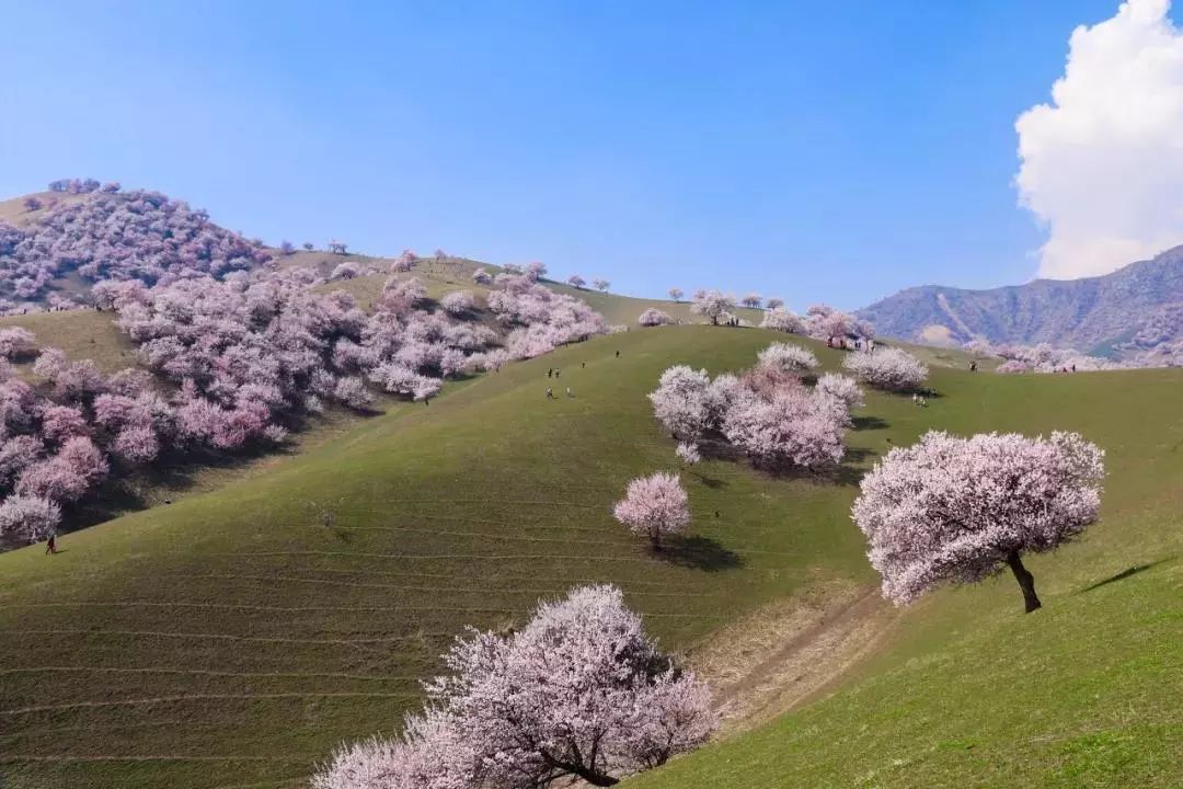 錦繡中華 | 伊犁杏花溝絢麗登場，誰把春天打翻在這裡？ 旅遊 第21張