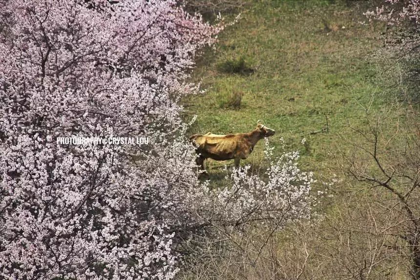 錦繡中華 | 伊犁杏花溝絢麗登場，誰把春天打翻在這裡？ 旅遊 第28張