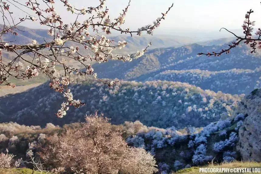 錦繡中華 | 伊犁杏花溝絢麗登場，誰把春天打翻在這裡？ 旅遊 第24張