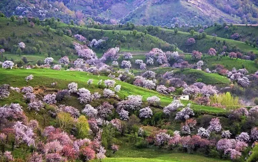 錦繡中華 | 伊犁杏花溝絢麗登場，誰把春天打翻在這裡？ 旅遊 第17張