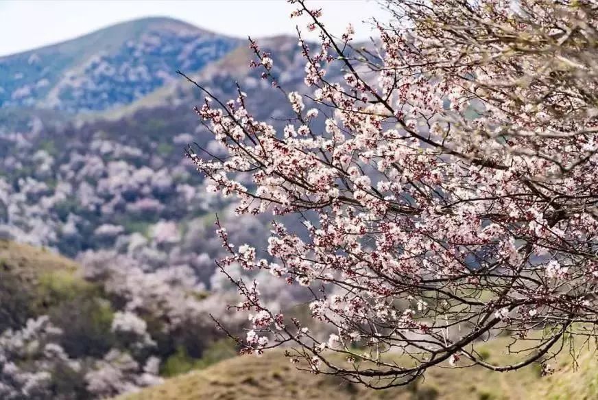 錦繡中華 | 伊犁杏花溝絢麗登場，誰把春天打翻在這裡？ 旅遊 第25張