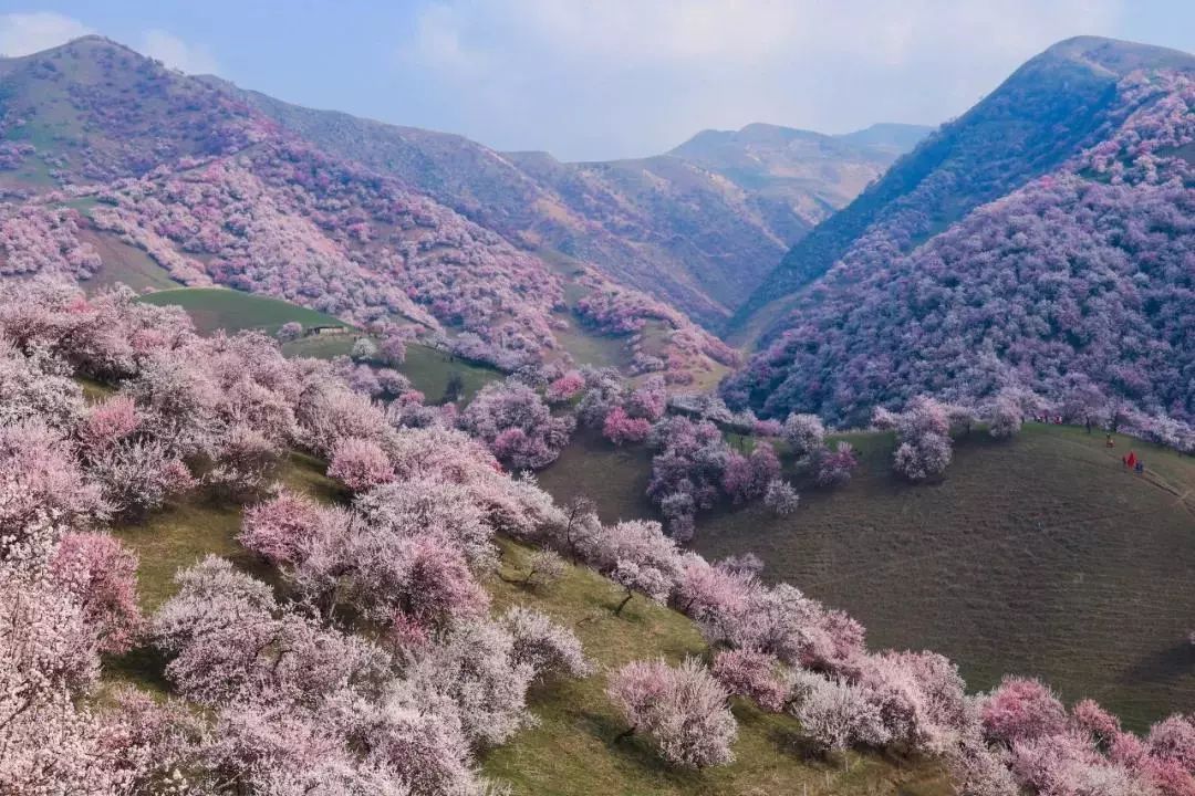 錦繡中華 | 伊犁杏花溝絢麗登場，誰把春天打翻在這裡？ 旅遊 第19張