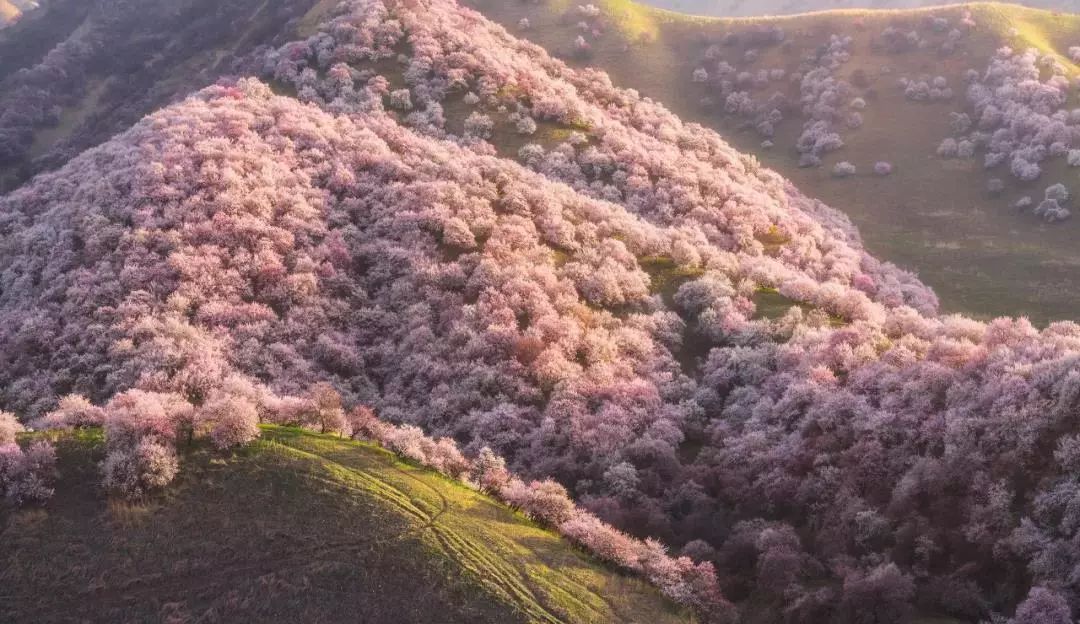 錦繡中華 | 伊犁杏花溝絢麗登場，誰把春天打翻在這裡？ 旅遊 第8張