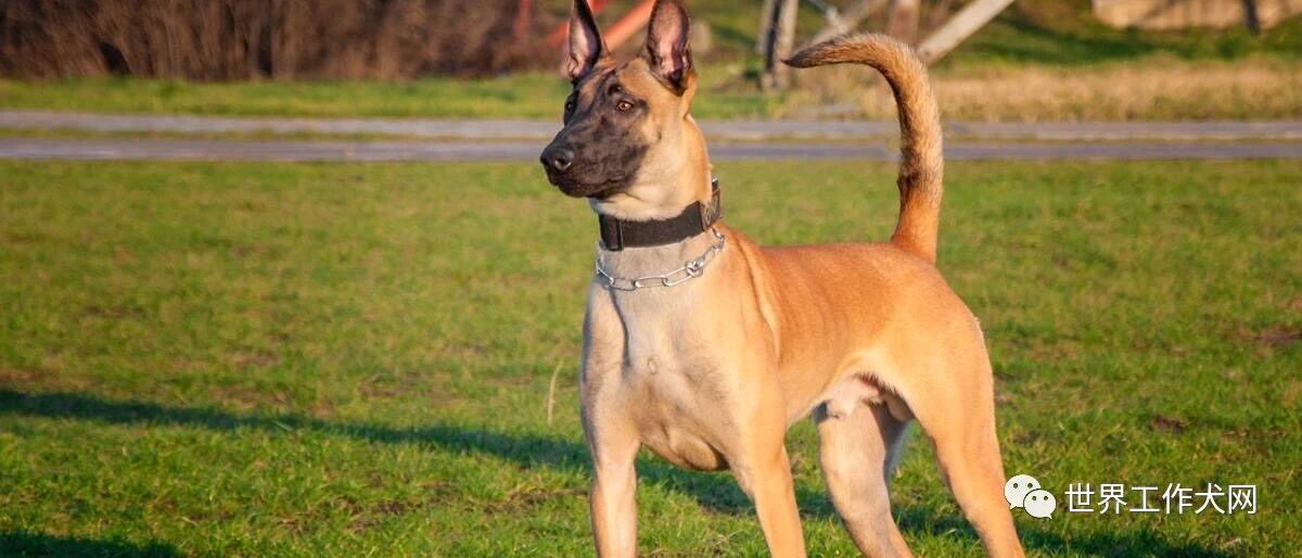 马犬的魅力:十年玩马犬,难迷其他狗!