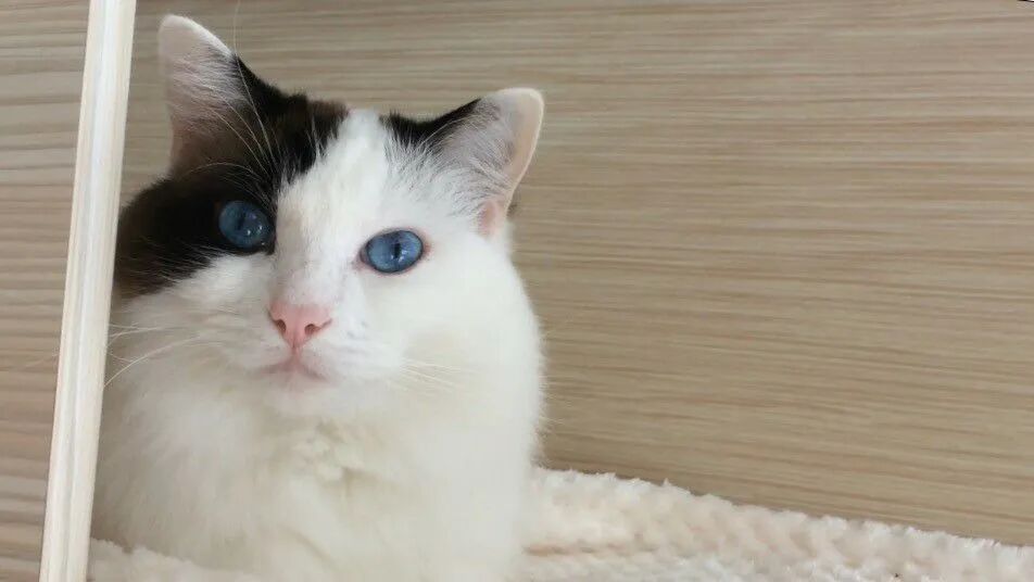 为争猫抚养权 爸爸把家改造成猫乐园 猫看后直接不走了 网友 这才是亲生的 柠檬资讯