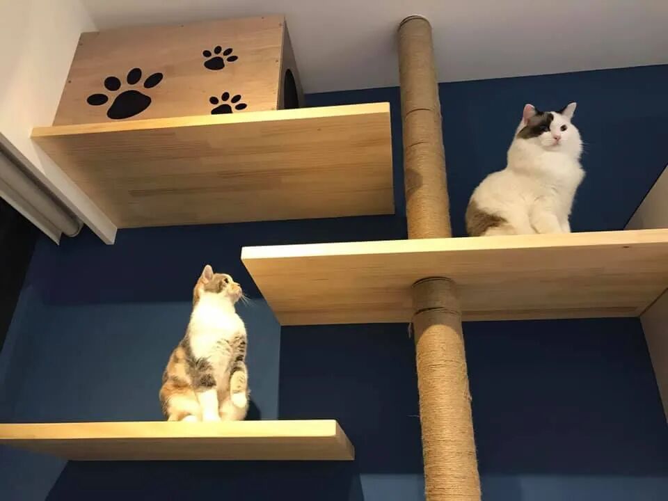 为争猫抚养权 爸爸把家改造成猫乐园 猫看后直接不走了 网友 这才是亲生的 柠檬资讯