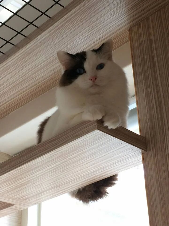 为争猫抚养权 爸爸把家改造成猫乐园 猫看后直接不走了 网友 这才是亲生的 Hi有料