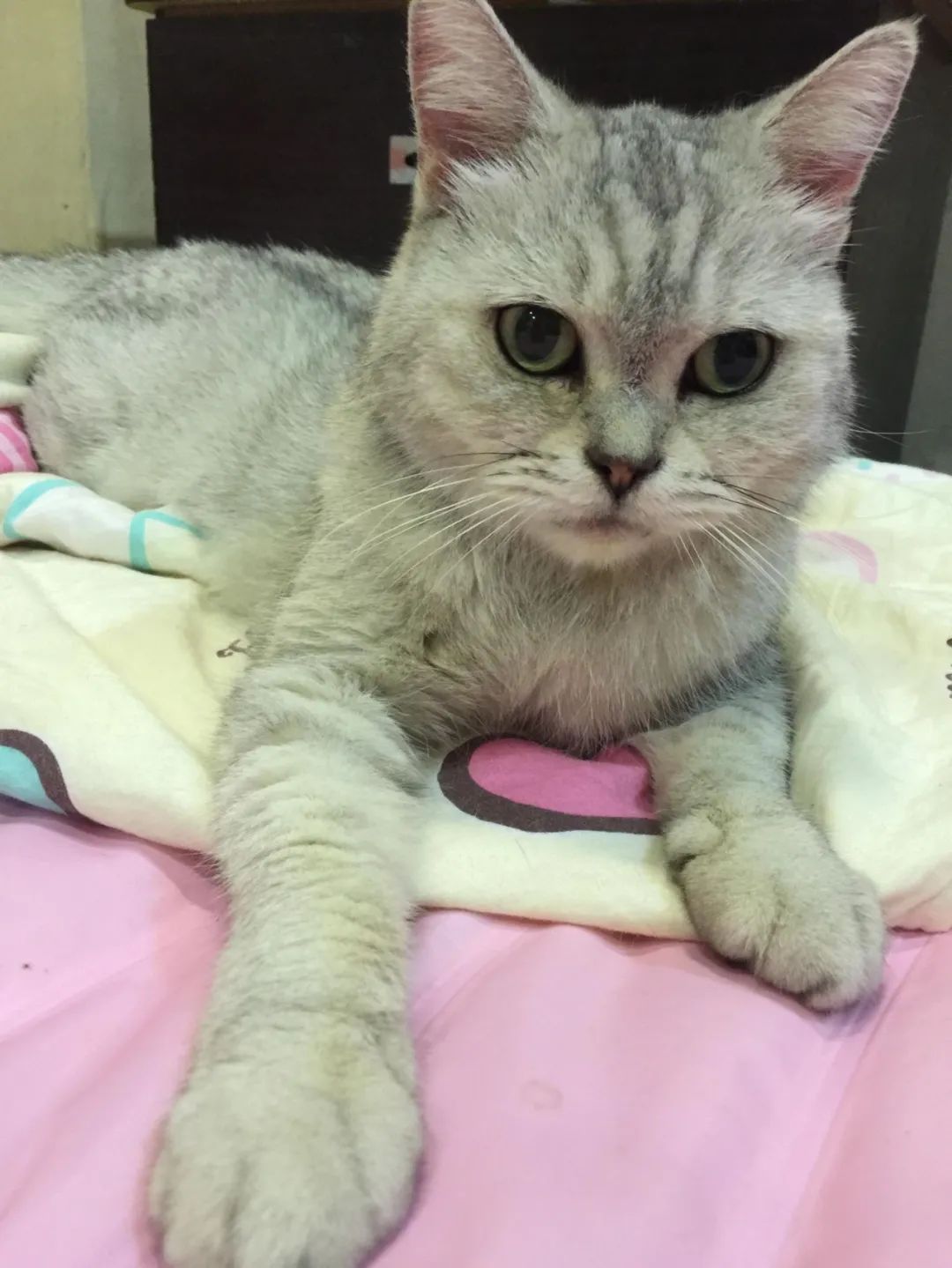 发年终奖给猫换次昂贵猫粮，结果猫吃了后，旧猫粮都不吃了！铲屎官：肠子都悔青了！！