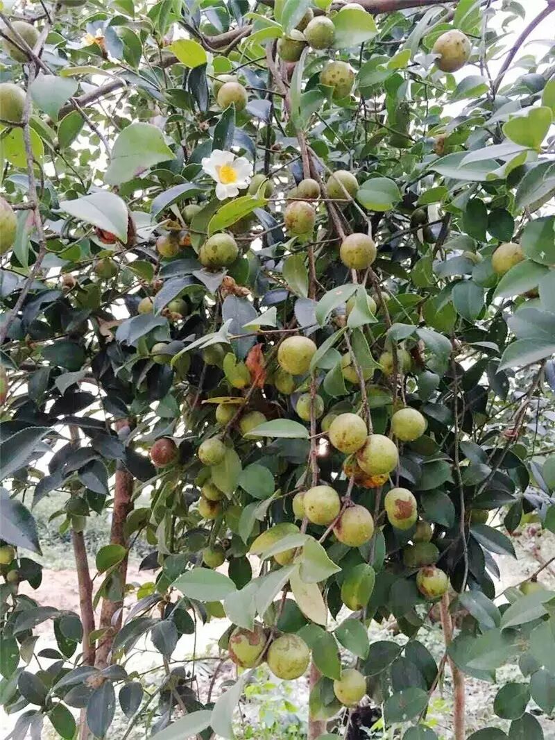 初探龙池山长阳挂壁公路上有一个被烂漫山茶花覆盖着的世外仙境