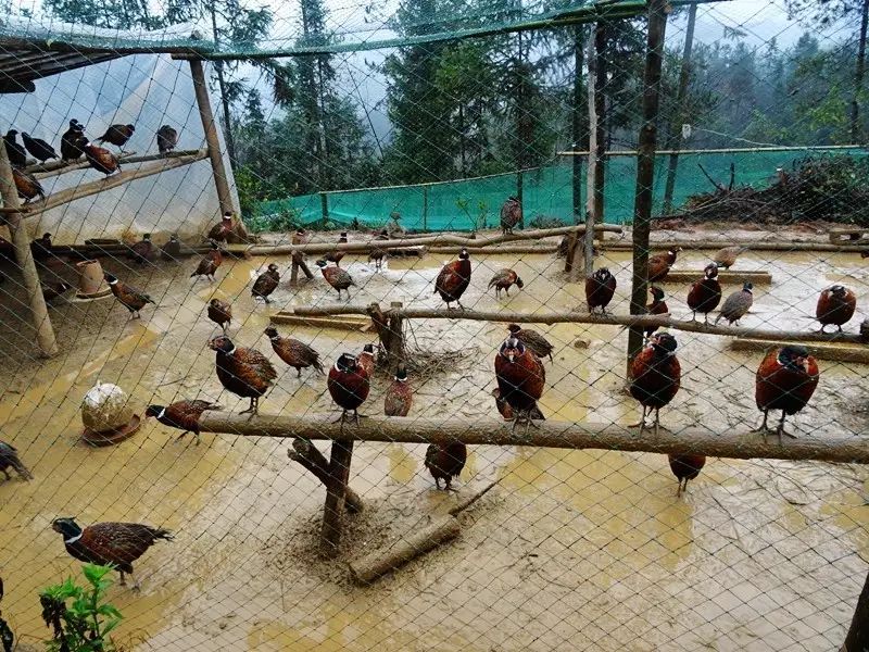 "走进张强的七彩山鸡生态养殖基地,我们见到了一群正在"闲庭信步"的