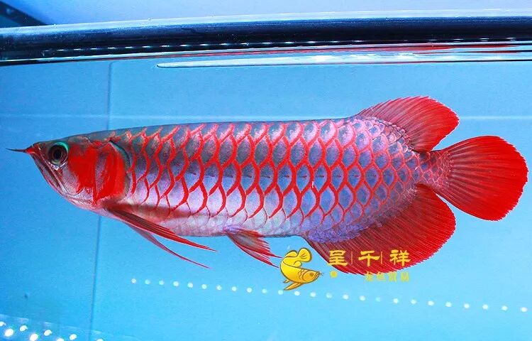广州呈千祥龙鱼贸易龙鱼金龙鱼红龙鱼24k 金盔过背古典蓝底炮弹头重金属辣椒金龙鱼过背古典蓝底小金头