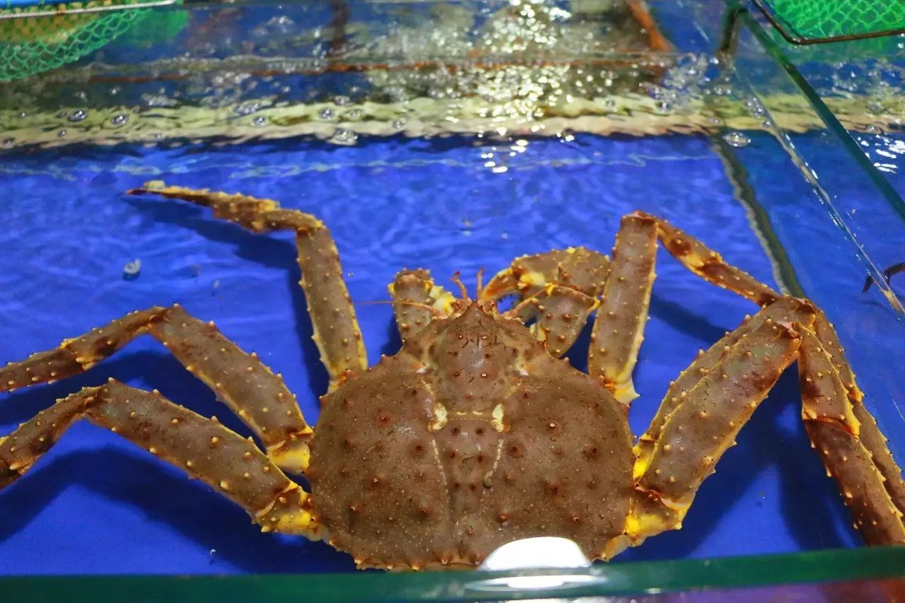 连云港水产加工商行_金山首家火到没边的蒸汽海鲜出现了,"水族馆"陪着