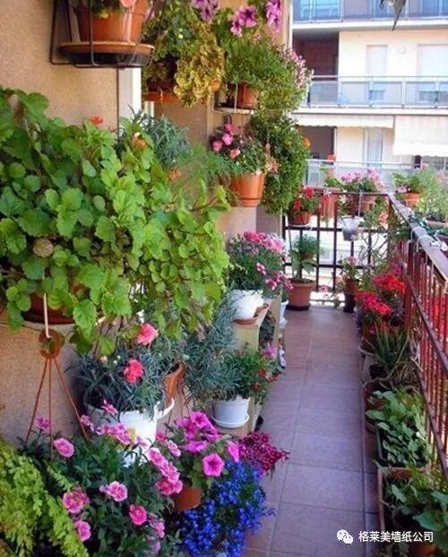 但除了这些外,盆栽花草,把生活点缀得更美,也是阳台不可忽视的重要