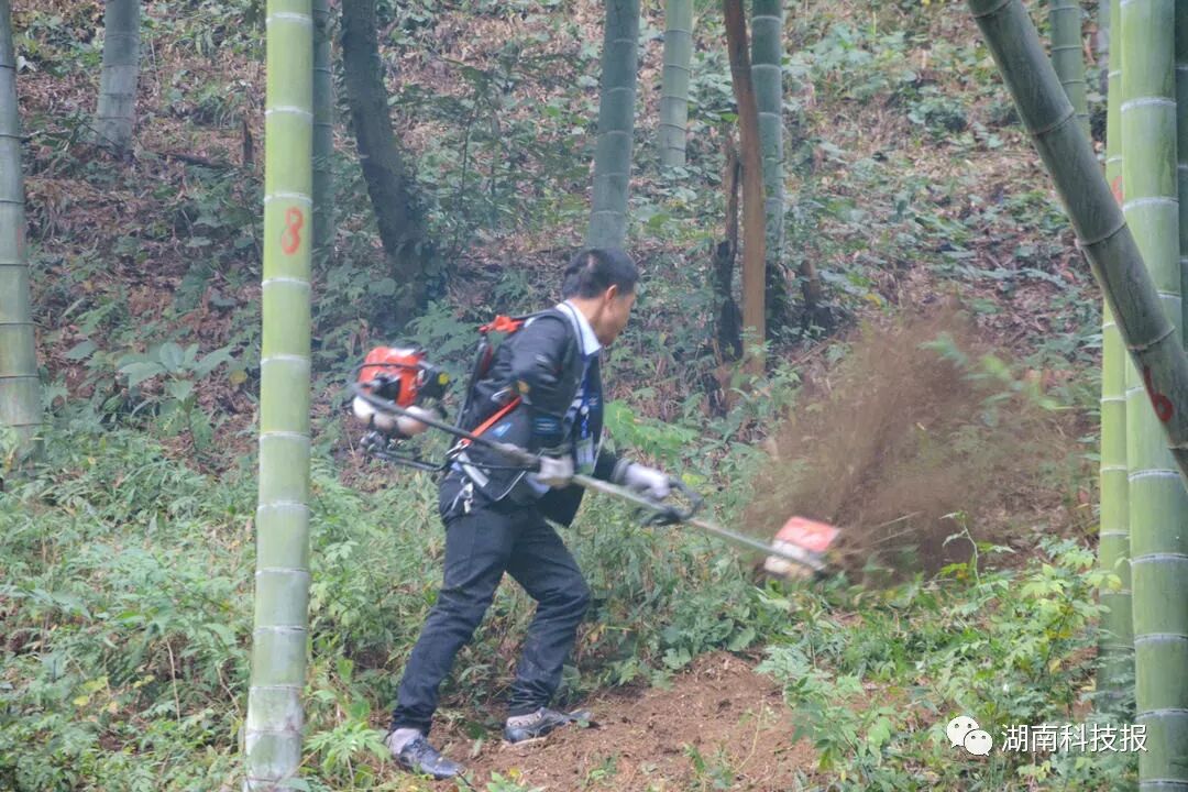竹林除杂机具展示 (2).jpg