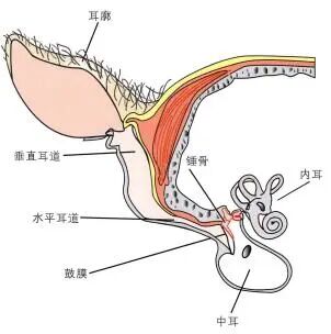 什么牌子检耳镜初级医师必备：耳部的常规检查！-上海聚慕医疗器械有限公司