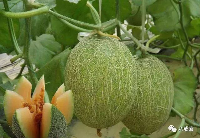 新疆的特产哈密瓜，在汉朝传入大陆，种植方法
