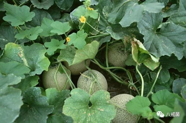 新疆的特产哈密瓜，在汉朝传入大陆，种植方法