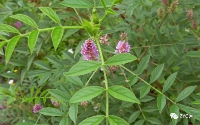 中药百科丨甘草的功效、作用及相关信息