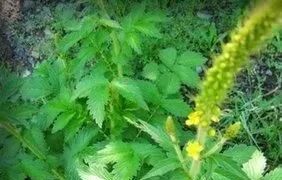 癌症最怕：治疗癌症，且不损伤正常细胞的一味中药，长在路边无人问津