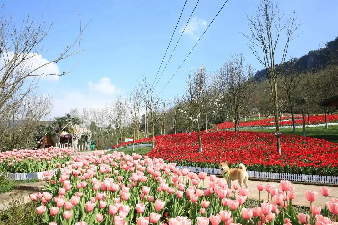 大邑迎來首座空鐵，全成都人都羨慕！ 旅遊 第29張