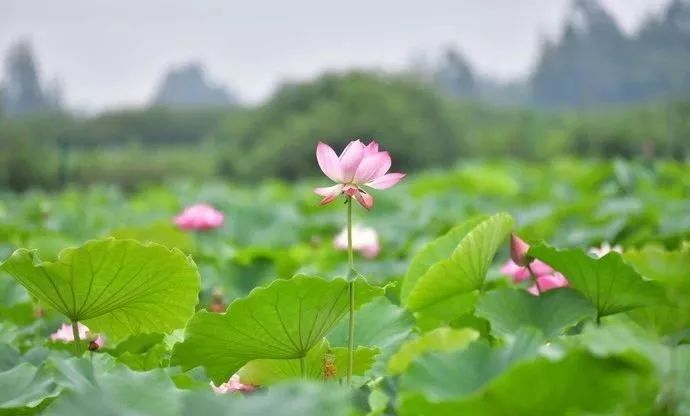 崇州，成都唯一的翡翠之城！ 旅遊 第29張