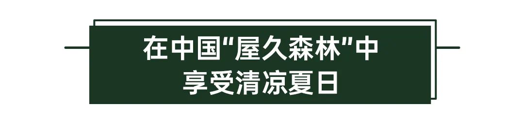 成都出發2.5h，解鎖宮崎駿同款森林公園！ 旅遊 第50張