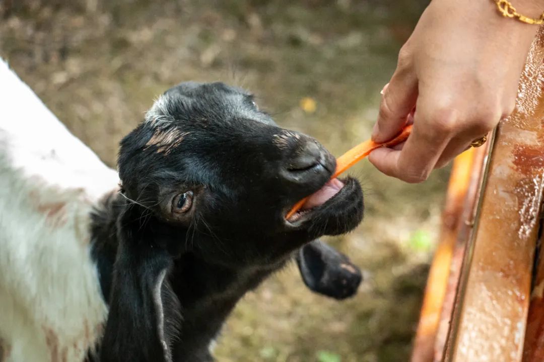 神奇動物空降成都！39.9帶寶寶嗨玩一天！ 寵物 第16張