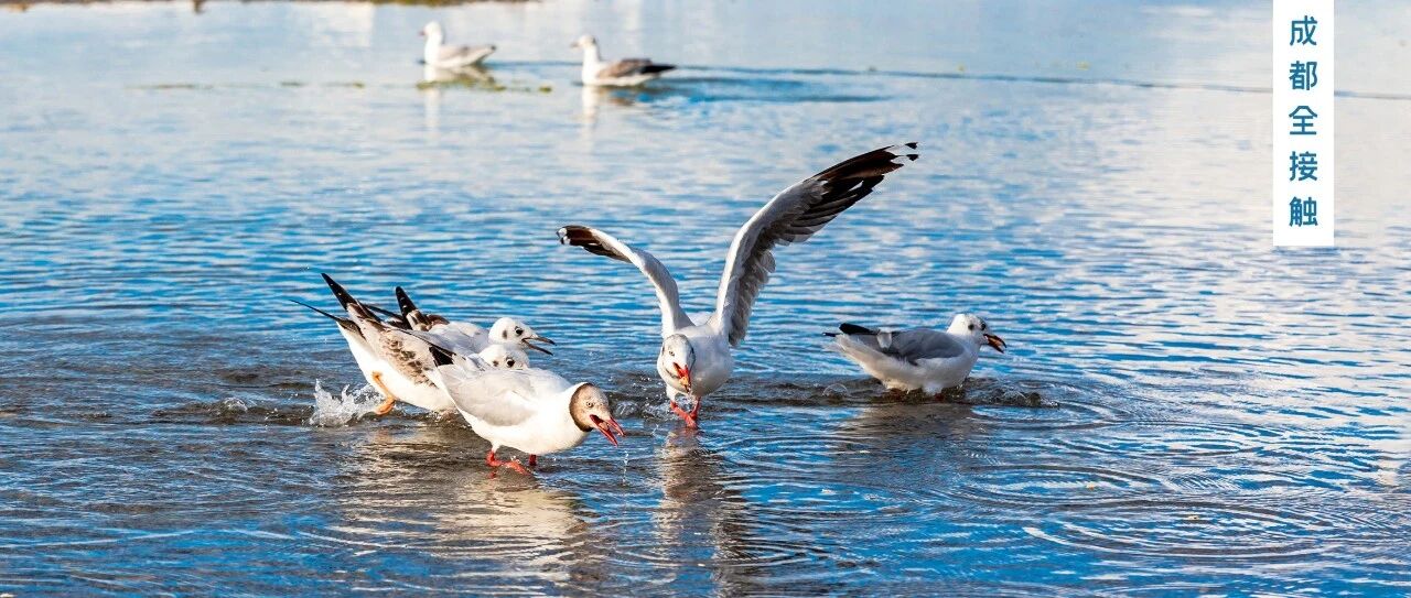 成都“小昆明”限定上线，人少景美免费耍！