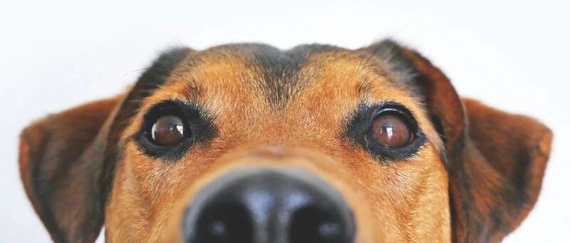 即将IPO的波奇宠物：垂类生态平台价值所在