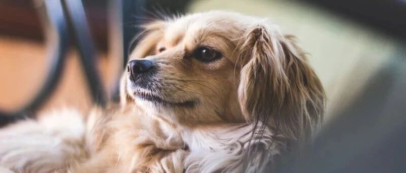 波奇宠物IPO：2020宠物行业的强心针