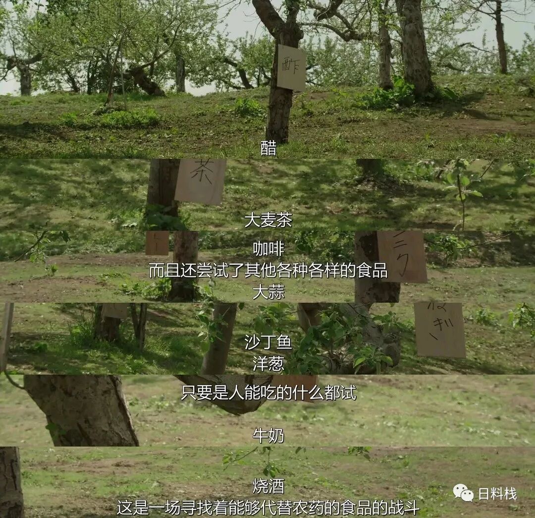 八年才开花结果 放置两年都不会腐烂的苹果 你见过吗 自由微信 Freewechat