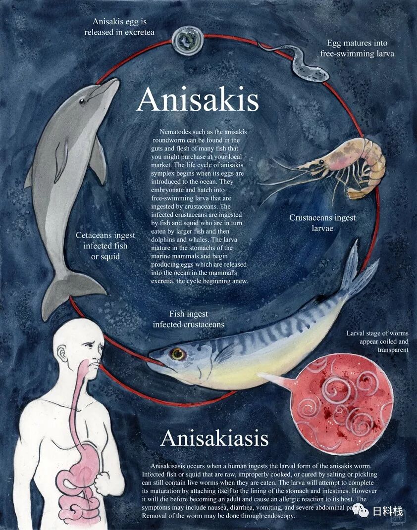 關於日料魚類寄生蟲 你想知道和不想知道的都在這裡 丸食堂 微文庫