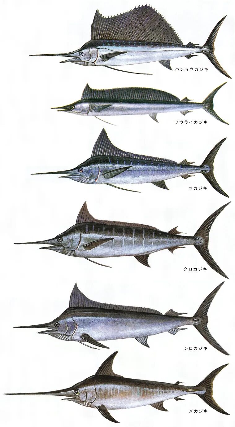 梶木 熟成60天后 旗鱼肉居然有了咖啡味儿 日料栈 微信公众号文章阅读 Wemp