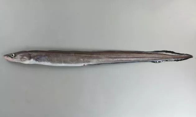 穴子 星鳗 从 伪装者 到江户前名物 日料栈 微信公众号文章阅读 Wemp