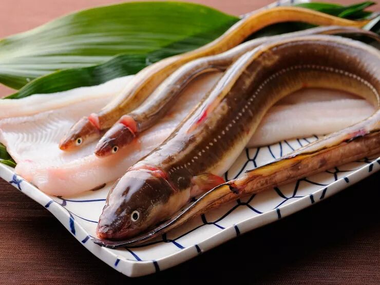 穴子 星鳗 从 伪装者 到江户前名物 日料栈 微信公众号文章阅读 Wemp