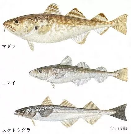 鳕鱼 下雪的时候 一定不要错过这种鱼 自由微信 Freewechat