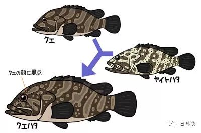 九繪 比起東星斑和老鼠斑 日本人更在意的石斑魚是醜醜的它 丸食堂 微文庫