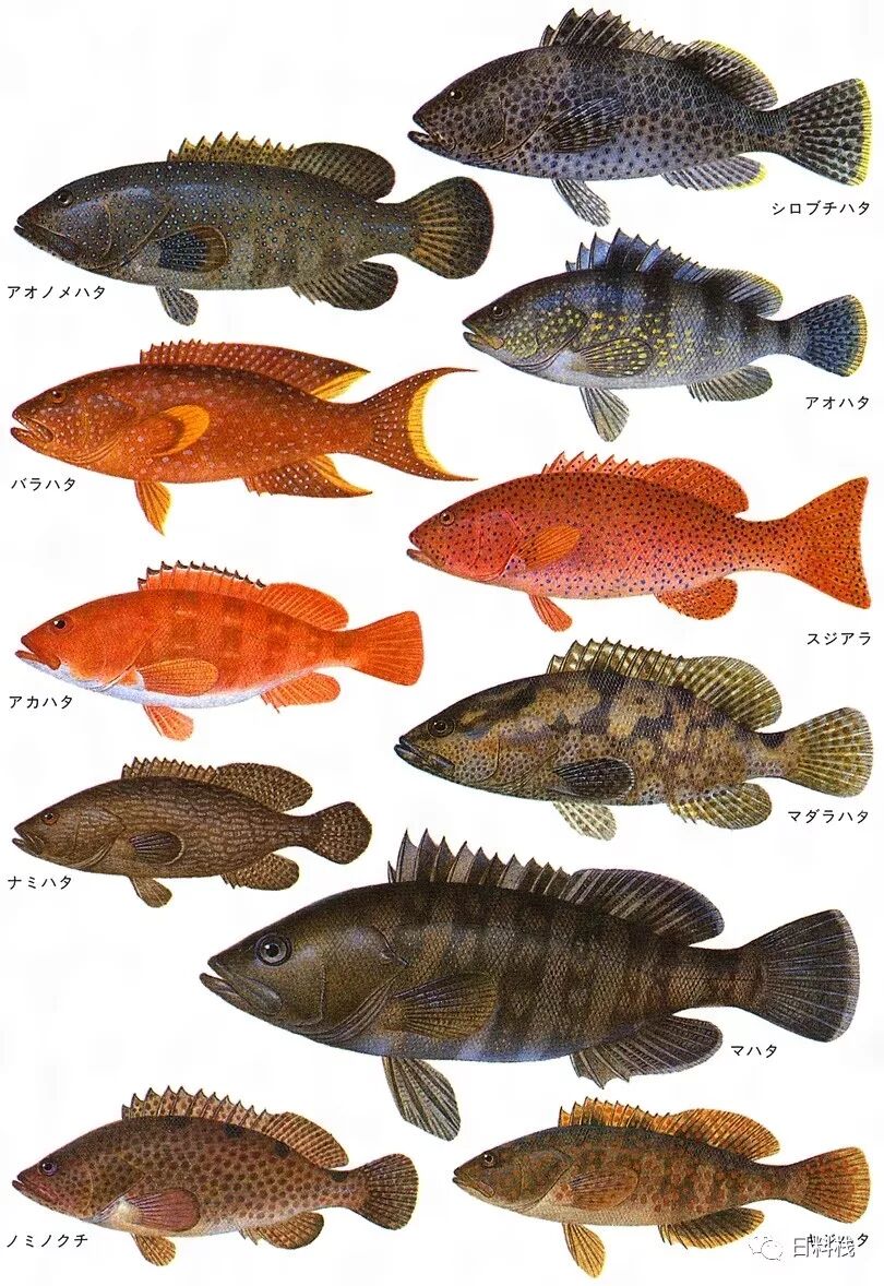九繪 比起東星斑和老鼠斑 日本人更在意的石斑魚是醜醜的它 丸食堂 微文庫