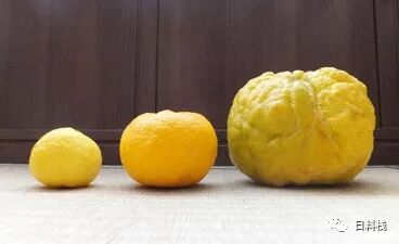 日本柚子 它 它 它 居然不是柚子 而是橙 自由微信 Freewechat
