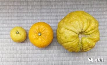 日本柚子 它 它 它 居然不是柚子 而是橙 自由微信 Freewechat