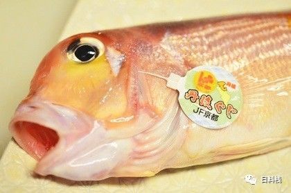 甘鯛 德川家康欽點白身魚其實是個表情帝 丸食堂 微文庫