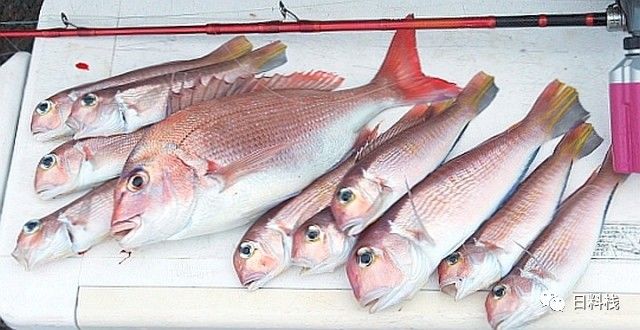 甘鯛 德川家康欽點白身魚其實是個表情帝 丸食堂 微文庫